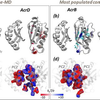 Mlp And Electrostatic Potential Of Dp In The Tight Protomer Of Acrb And