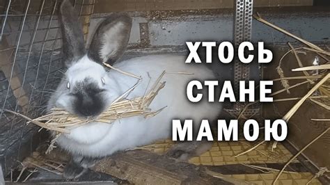 МЕТОДИ РОЗВЕДЕННЯ КРОЛИКІВ! ПАРУВАННЯ, ОКРІЛ! ДОМАШНІ КРОЛИКИ! - YouTube