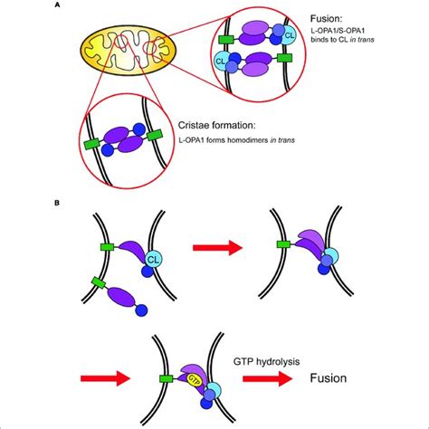 Schematic Model Of Mitochondrial Inner Membrane Fusion A GTP