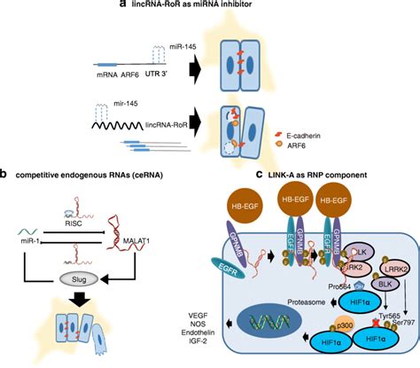 A Molecular Mechanism Model For Lncrnas Involved In The Tumorigenesis