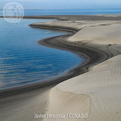 El Universo Bajo El Microscopio Ecosistemas Vii Dunas Costeras