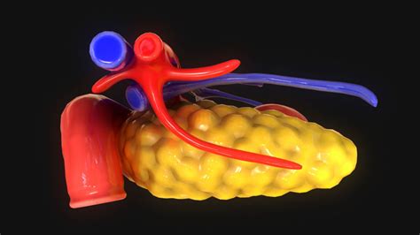 Human Pancreas 3d Model