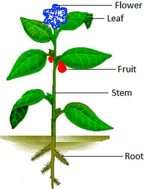 Parts of a plant vocabulary with pictures