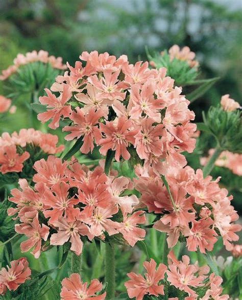 Lychnis Seeds: Maltese Cross & Rose Campion Perennial Flower Seeds