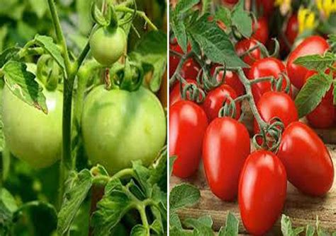 Chappan Kaddu And Tomato Roma Vf Heirloom Seeds Pack Of 25 Seeds