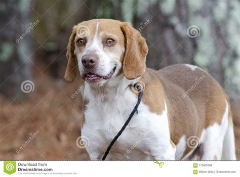 Perro De Caza Del Conejo Del Beagle Georgia Foto De Archivo Imagen