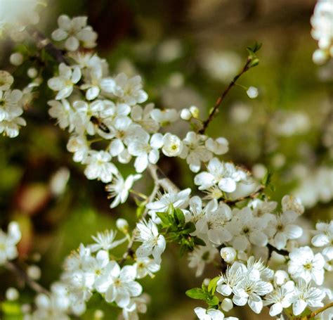 Coldiretti Arriva La Primavera Dopo L Inverno Pi Caldo Di Sempre