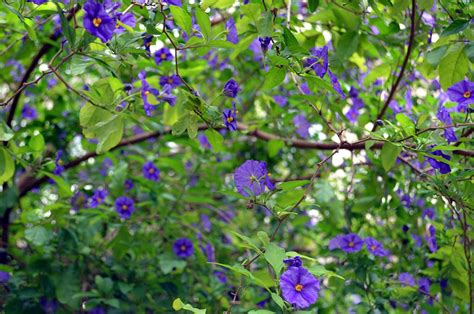 El epazote Qué cura y cómo prepararlo Flores y Plantas Iris