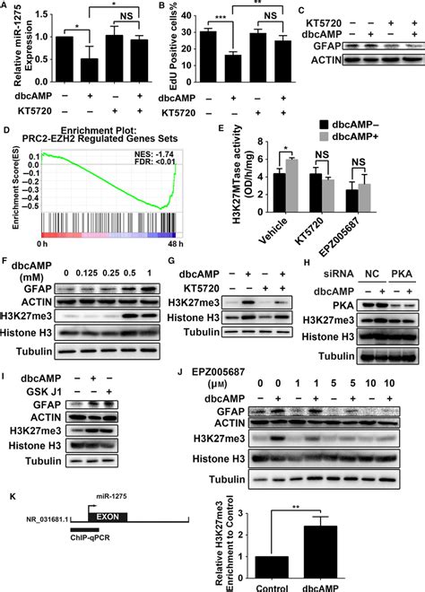 Prc2‐dependent H3k27me3 Downstream Of Pka Mediates Mir‐1275