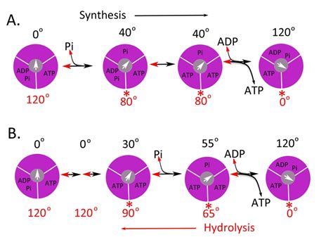 Figure 2 ATP synthase