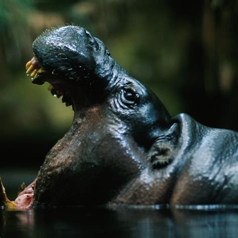 Animals in the Mediterranean Forest | Sciencing