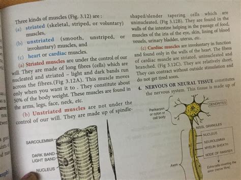 Difference Between Striated Unstriated And Cardiac Muscles On Basis