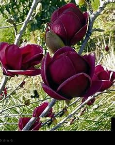 Dark Red Yulan Magnolia Tree Seeds Amazon In Garden Outdoors