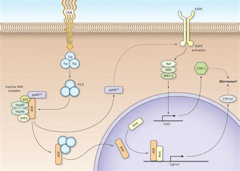 The Aryl Hydrocarbon Receptor An Illuminating Effector Of The UVB