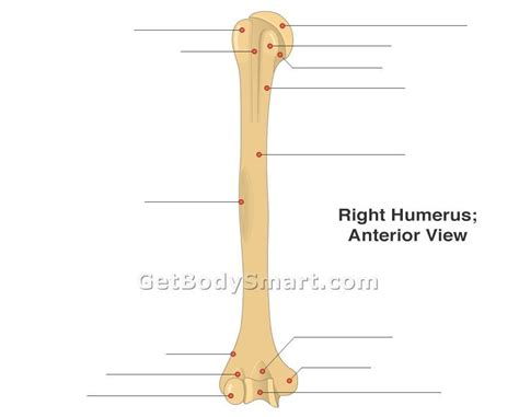 Anterior View Of Right Humerus Diagram Quizlet