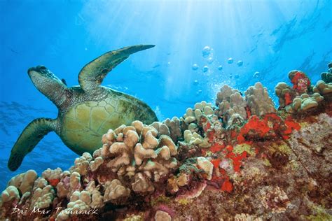 Capturing the Moment: Maui Sea Turtles