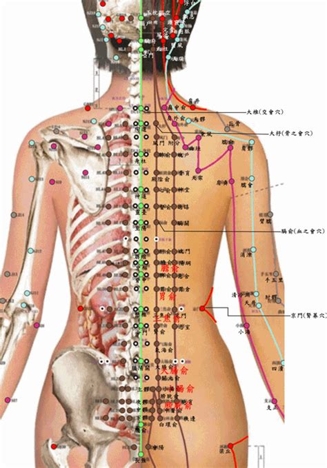 Viana 自家館 經絡特效穴 背俞穴