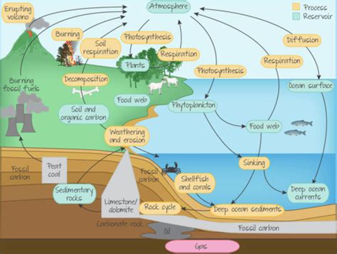 Carbon Cycle Flashcards Quizlet