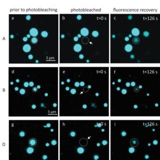 Figure S Confocal Micrographs Showing Before During And After