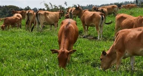 Pemkab Kukar Dorong Pengembangan Peternakan Sapi Untuk Penuhi Kebutuhan