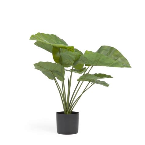 Artificial Alocasia Odora With Black Plantpot 57 Cm By Kave Home