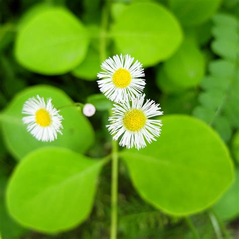 Daisy Fleabane