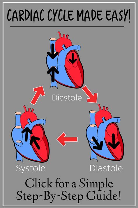 Stages Of Cardiac Cycle Flow Diagram Cycle Cardiac Phases Nu