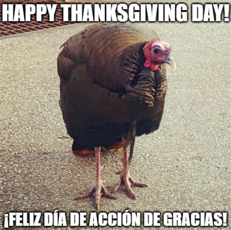 Big Turkey Meme Happy Thanksgiving Day by LoudCasaFanRico on DeviantArt