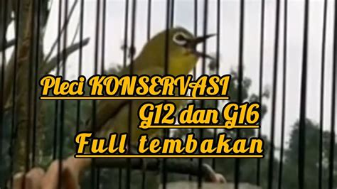 Masteran Sakti OHARA FULL TEMBAKAN G12 G16 BIKIN PLECI LAIN IKUT