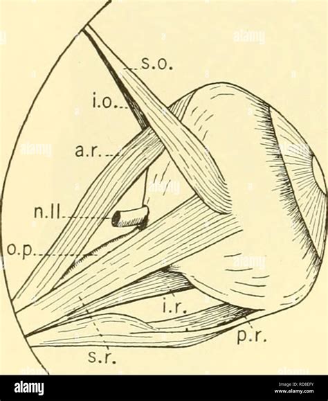 The Elasmobranch Fishes Chondrichthyes 90 The Elasmobranch Fishes