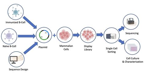 Antibody Development — TrueBinding