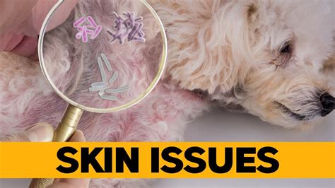 Is Your Poodles Skin Suffering The Fix Is Here Youtube