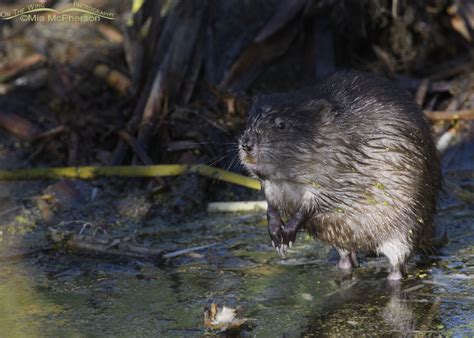 Muskrat Standing In A Marsh Mia Mcphersons On The Wing Photography