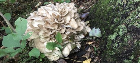 Sheepshead Mushroom