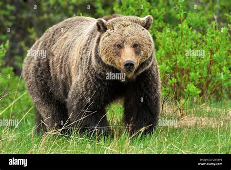 A Female Grizzly Bear Stock Photo Alamy