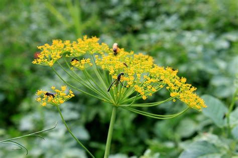 Anethum Apiaceae Dill Free Photo On Pixabay Pixabay