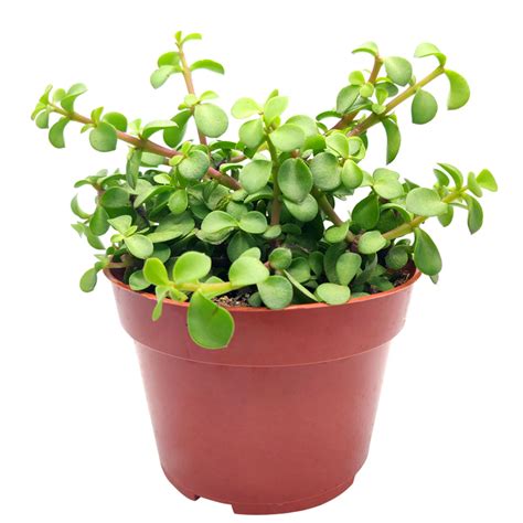 Portulacaria Afra Decumbent Succulent Dwarf Jade Plant Elephant