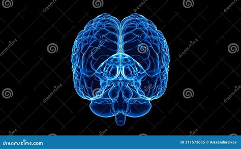 Human Brain X Ray Anatomy Medicine And Science Concept Stock