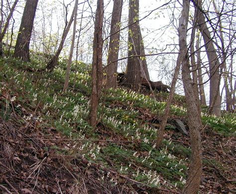 Dutchmans Breeches Blooming Group Wildeherb