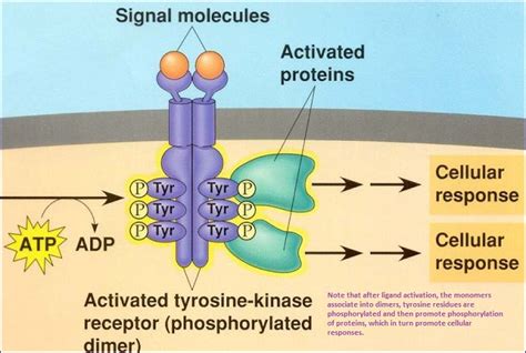 Tyrosine Kinase Structure