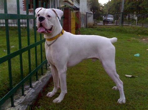 Boxer Dog Info, Temperament, Puppies, Pictures