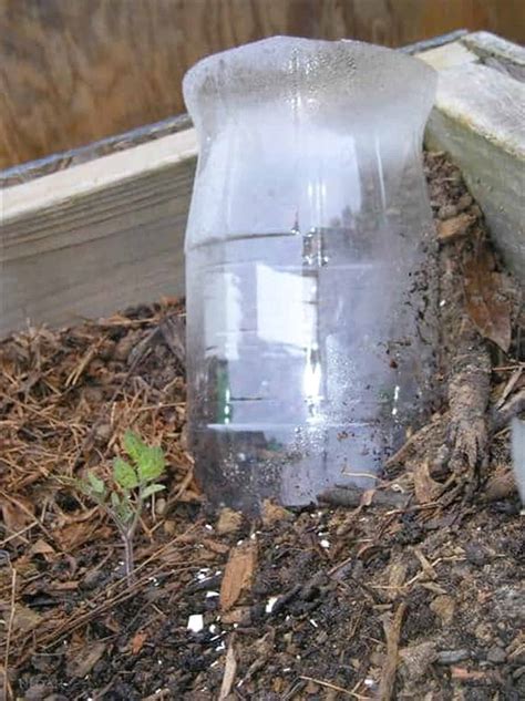 Homemade Mosquito Liter Bottle