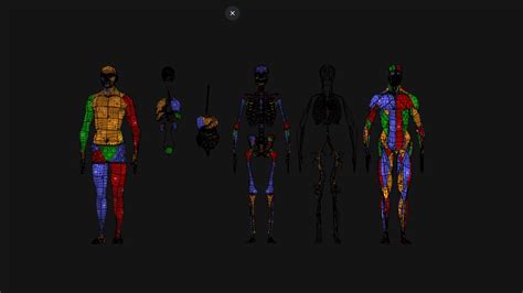 Animated Full Human Body Anatomy 3D - TurboSquid 2218229