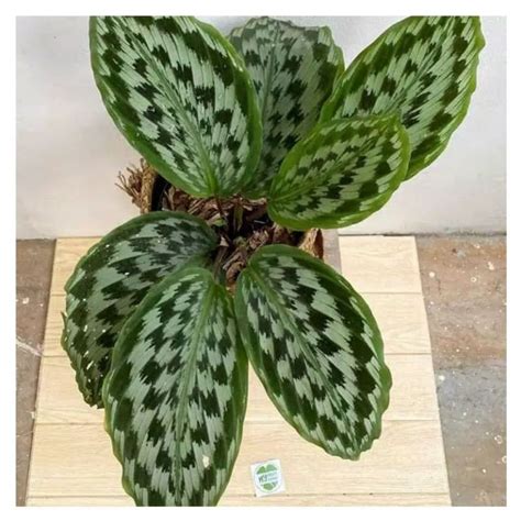 Jual Tanaman Hias Merak Meranti Merak Calathea Merak Tanaman Hias