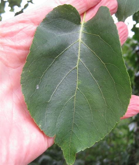 More Alders Tree Guide Uk More Alders Identification