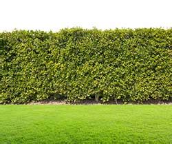 hedgerow definition  meaning collins english dictionary