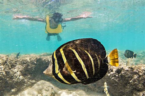 Hanauma Bay Oahu Hi Best Snorkeling And Complete 2025 Visitor Guide