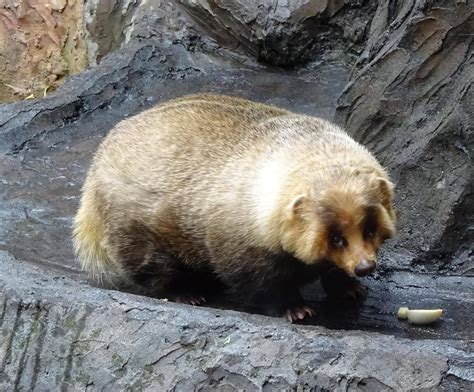 今年は太め、です動物トピックス｜ブログ野毛山動物園公式サイト｜公益財団法人 横浜市緑の協会