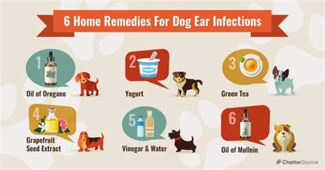 6 Home Remedies For Dog Ear Infections And How To Prevent Them | ChatterSource