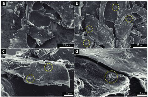 SEM Imaging Of A CPE K Control And B D CPE K GO At Day 3 Circled